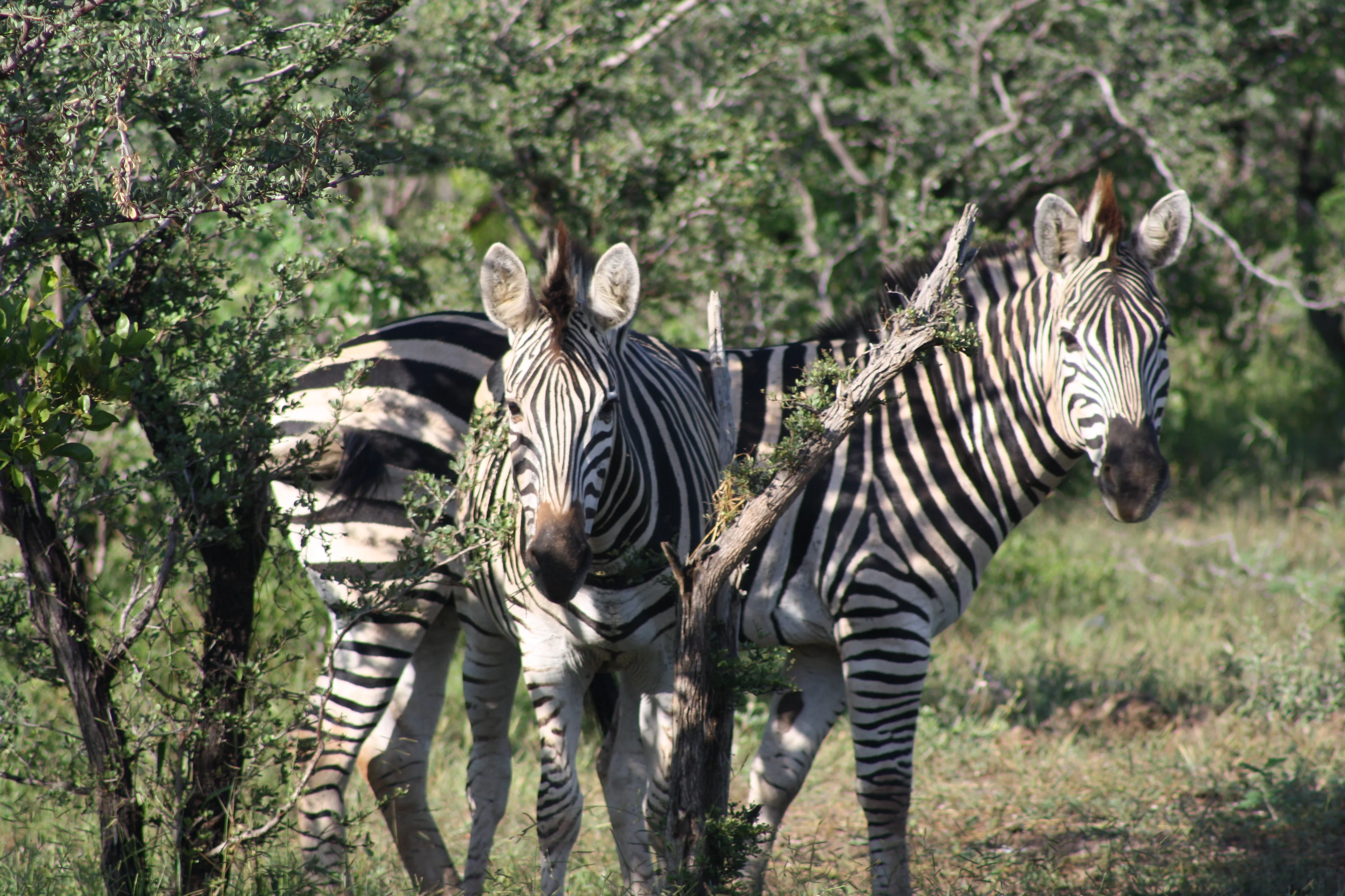 Victoria Falls Inspiration 06