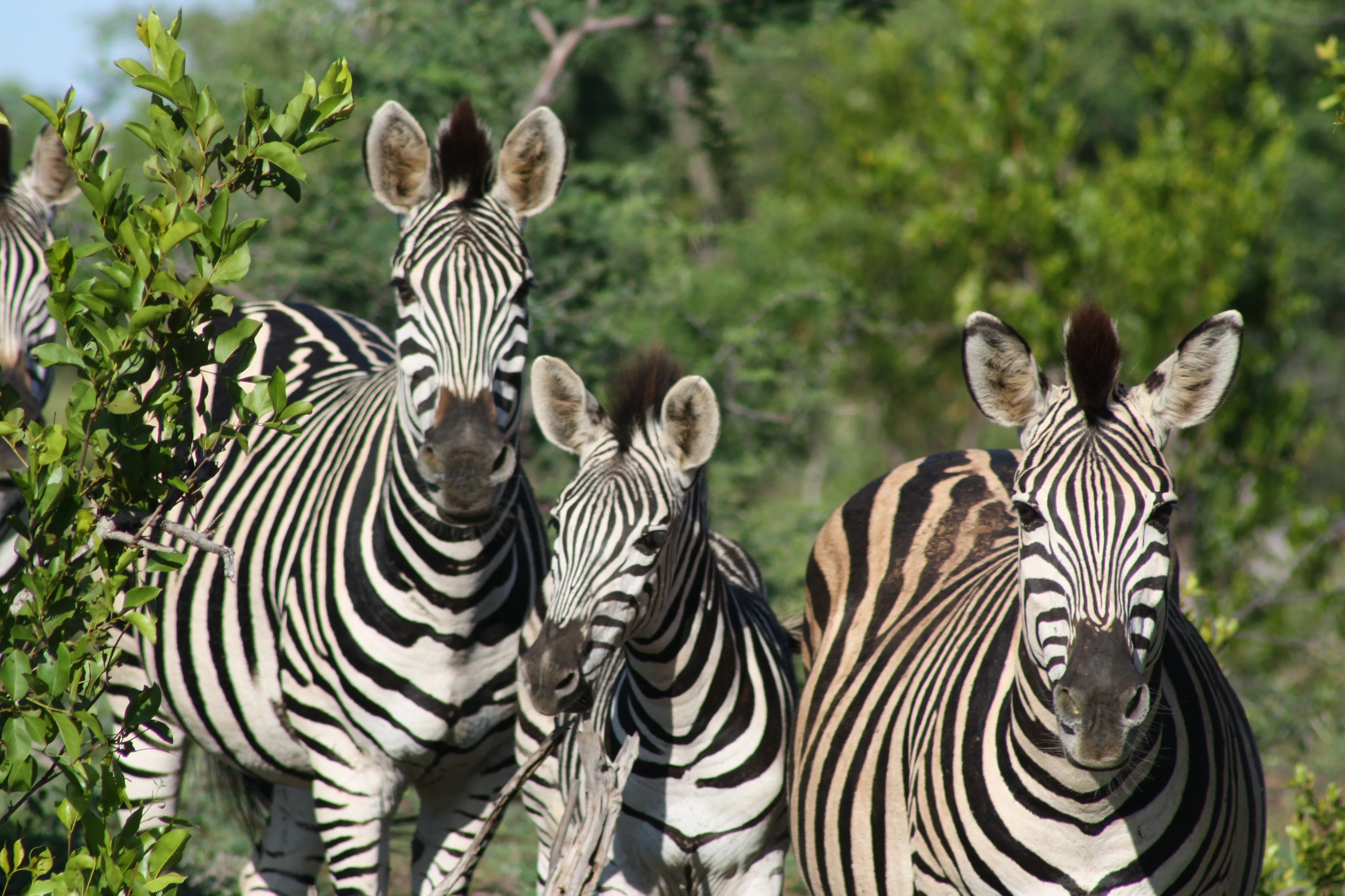 Southern Africa Escape 07