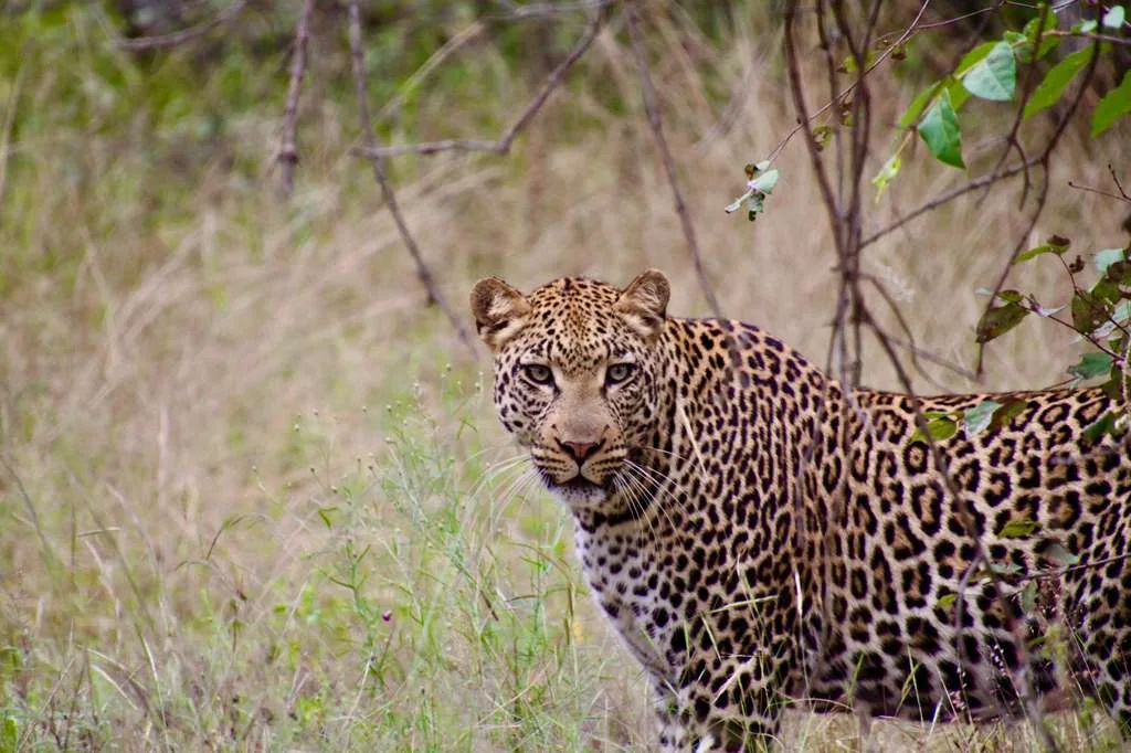 Leopard in the Long Grass