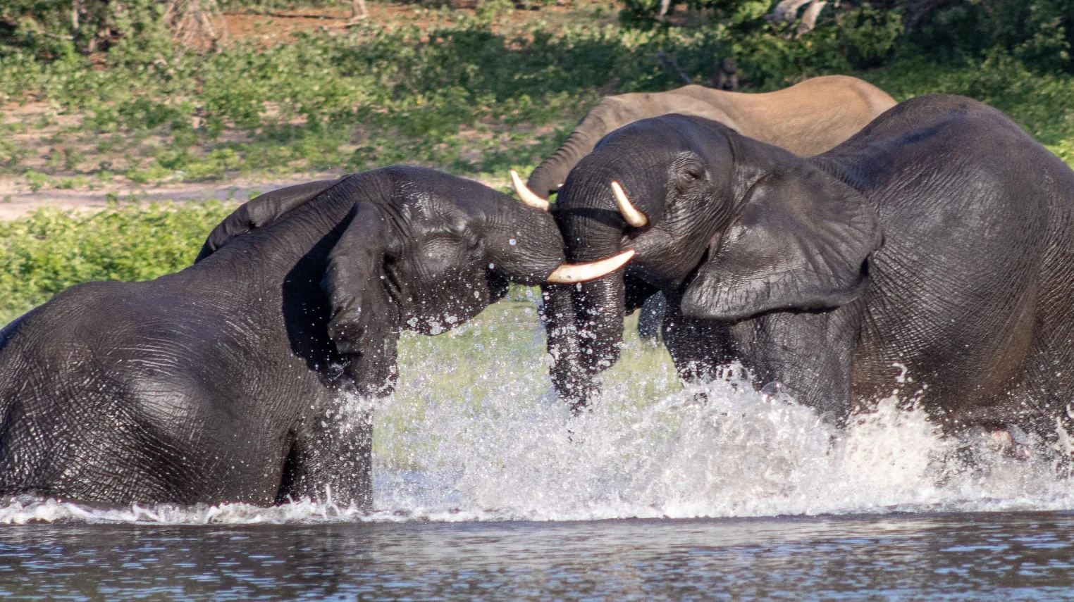 Day 2: Chobe Full day Trip