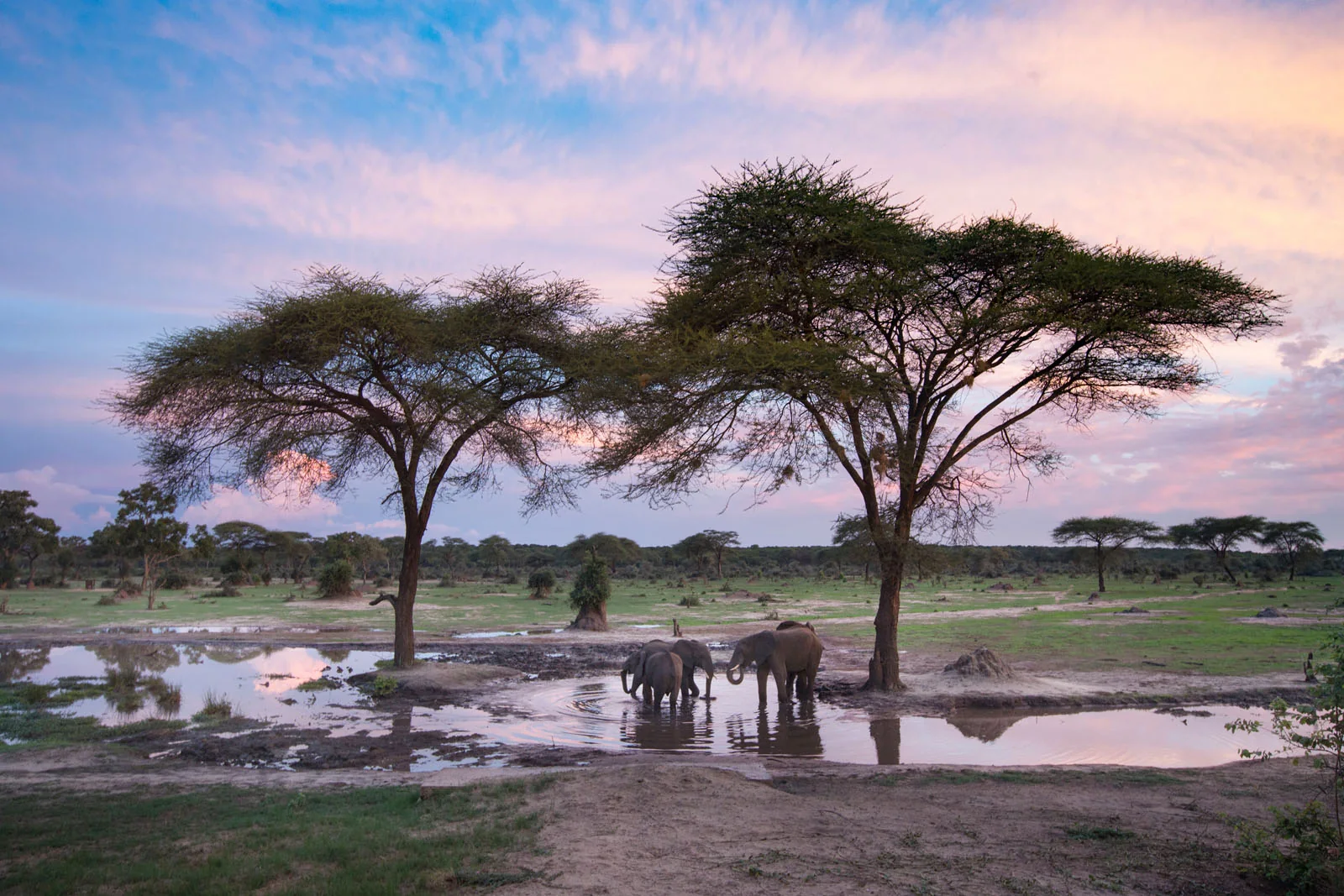 Hwange Game Drive
