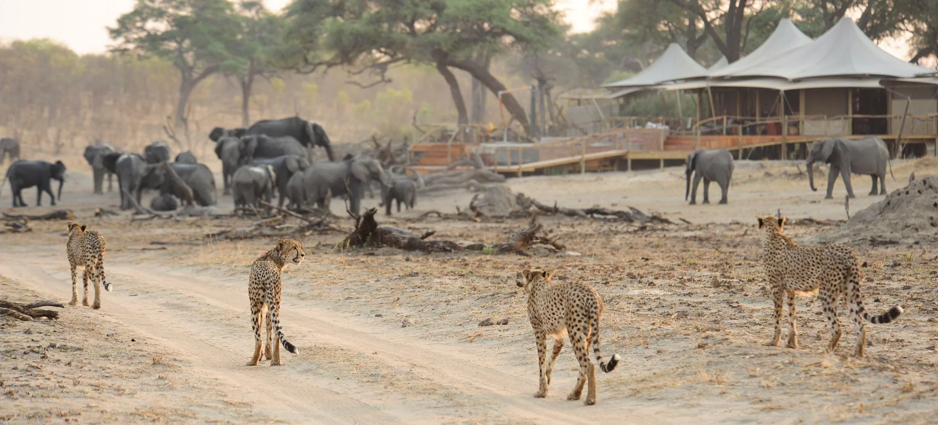 Hwange Game Drive