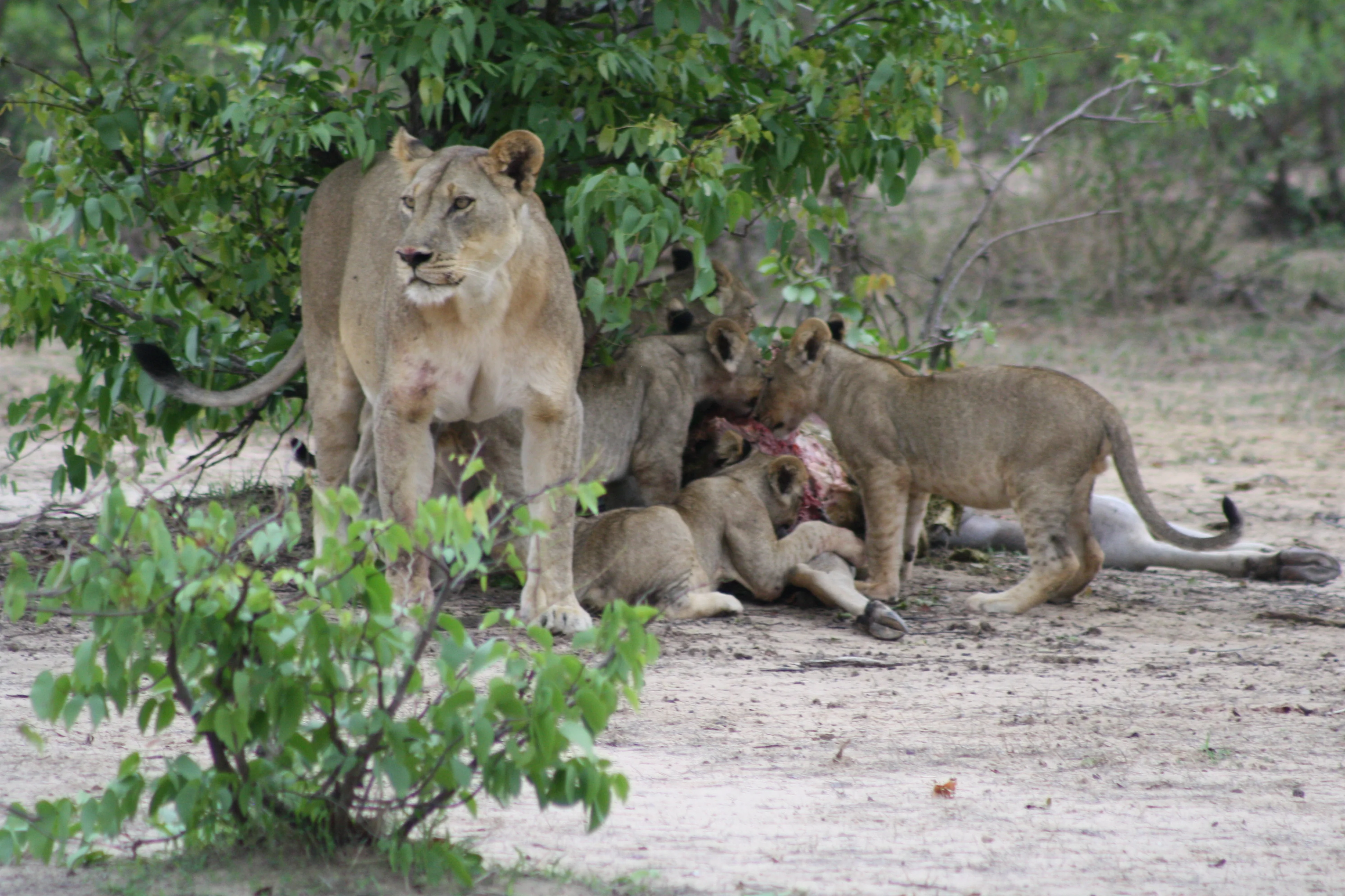 Chobe Full Day Trip